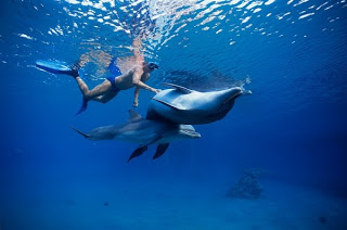 Terapia con delfines para niños que padecen autismo
