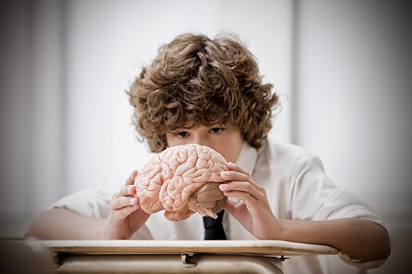 ¿Como Se Desarrolla El Cerebro Del Niño?